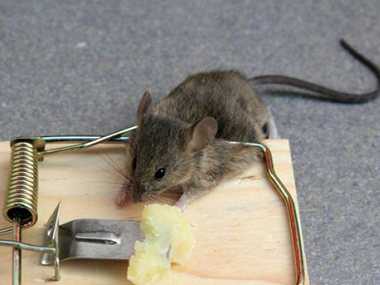 化龙防鼠灭鼠害公司如何在冬季进行老鼠防范工作